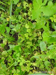 Medicago arabica