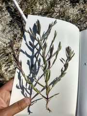Chloropyron maritimum canescens