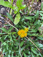 Solidago multiradiata multiradiata