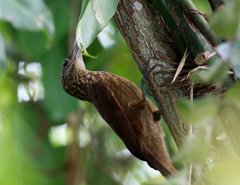 Xiphorhynchus guttatus