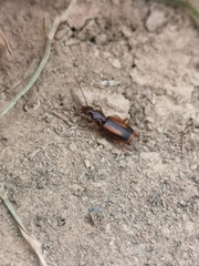 Polistichus connexus