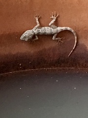 Tenuidactylus caspius