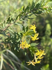 Lasiosiphon triplinervis