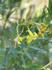 Lasiosiphon triplinervis