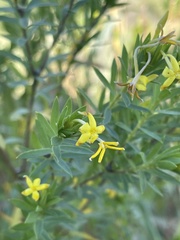 Lasiosiphon triplinervis