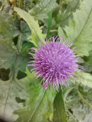 Carduus crispus