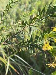 Lasiosiphon triplinervis