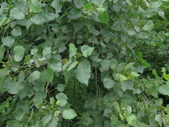 Populus deltoides deltoides