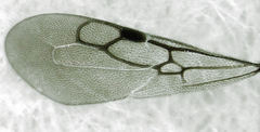 Eupsenella insulana