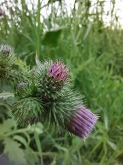 Carduus crispus