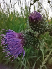 Carduus crispus