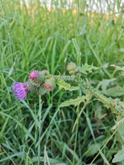 Carduus crispus