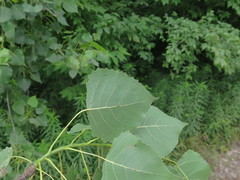 Populus deltoides deltoides
