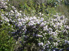 Ceanothus cuneatus ramulosus
