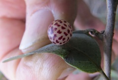 Andricus coquilletti