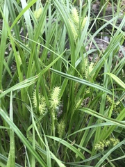 Carex retrorsa