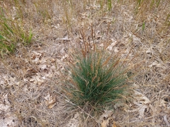 Festuca trachyphylla