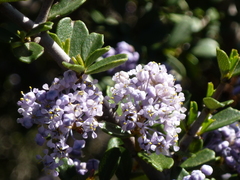 Ceanothus cuneatus ramulosus