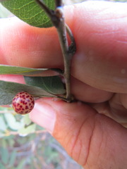 Andricus coquilletti