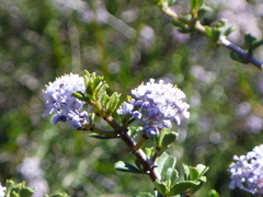 Ceanothus cuneatus ramulosus