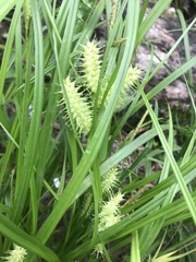 Carex retrorsa