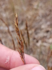 Festuca trachyphylla