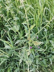 Carduus crispus