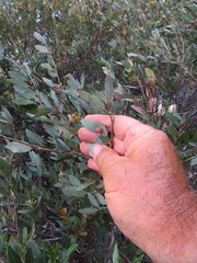 Andricus coquilletti