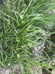 Carex retrorsa