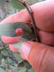 Andricus coquilletti