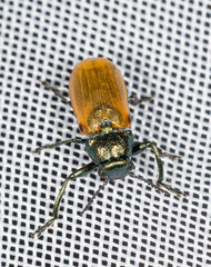Labidostomis longimana
