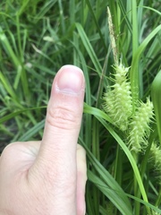 Carex retrorsa