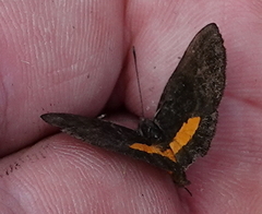 Pirascca tyriotes