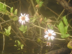 Ampelaster carolinianus