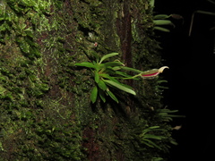 Masdevallia picturata