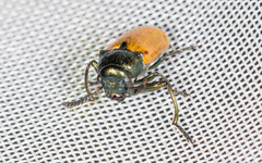 Labidostomis longimana