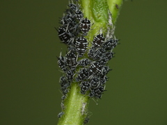 Aphis maculatae