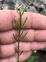 Arabis ciliata