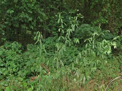 Verbena montevidensis