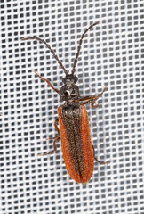 Omalisus fontisbellaquei