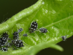 Aphis maculatae