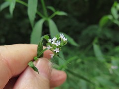 Verbena montevidensis