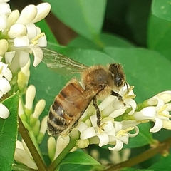 Apis mellifera