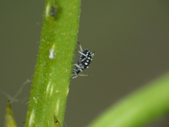 Aphis maculatae
