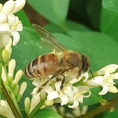 Apis mellifera