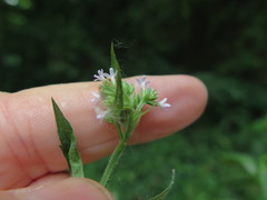 Verbena montevidensis