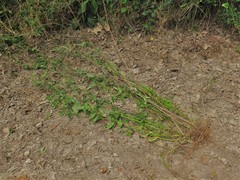 Verbena montevidensis