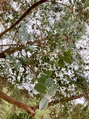 Eucalyptus gunnii