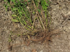 Verbena montevidensis