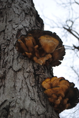 Laetiporus sulphureus